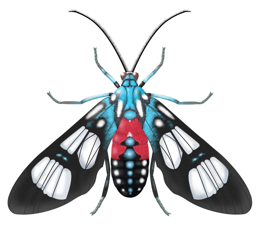 images/illustrations/australian-wasp-moth.jpg
